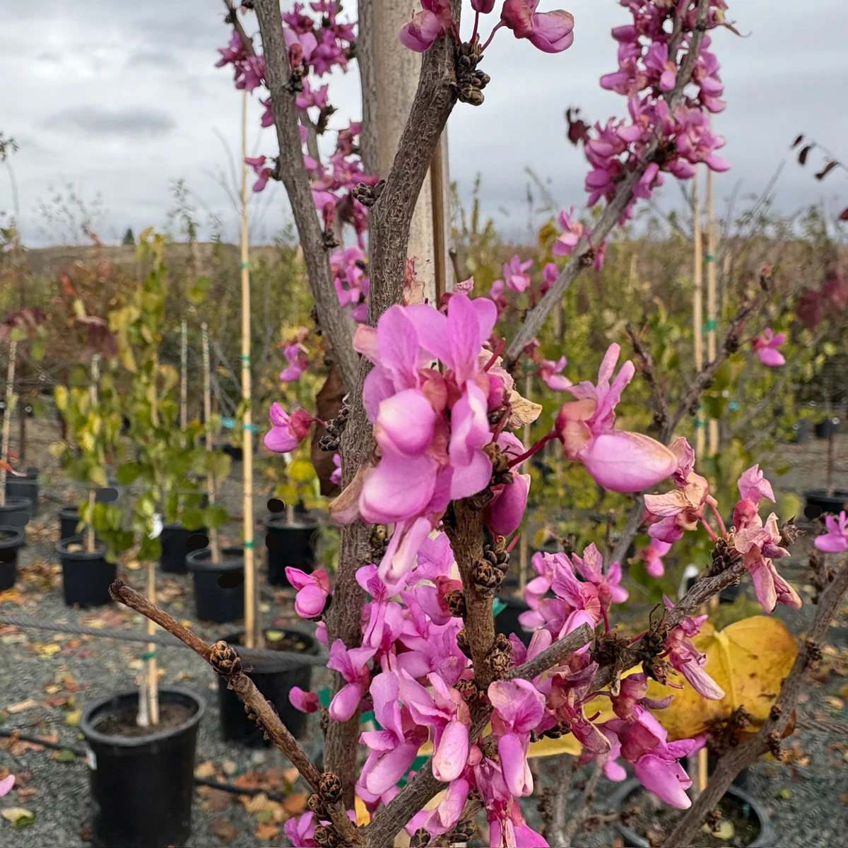 Avondale Redbud - Image 3