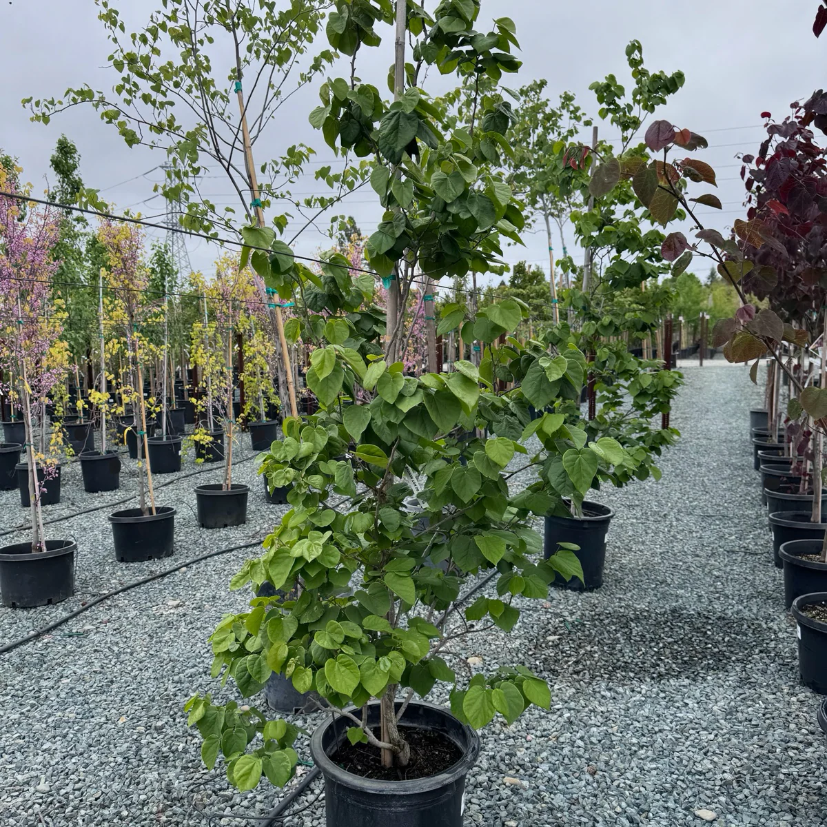 Avondale Redbud - Image 2