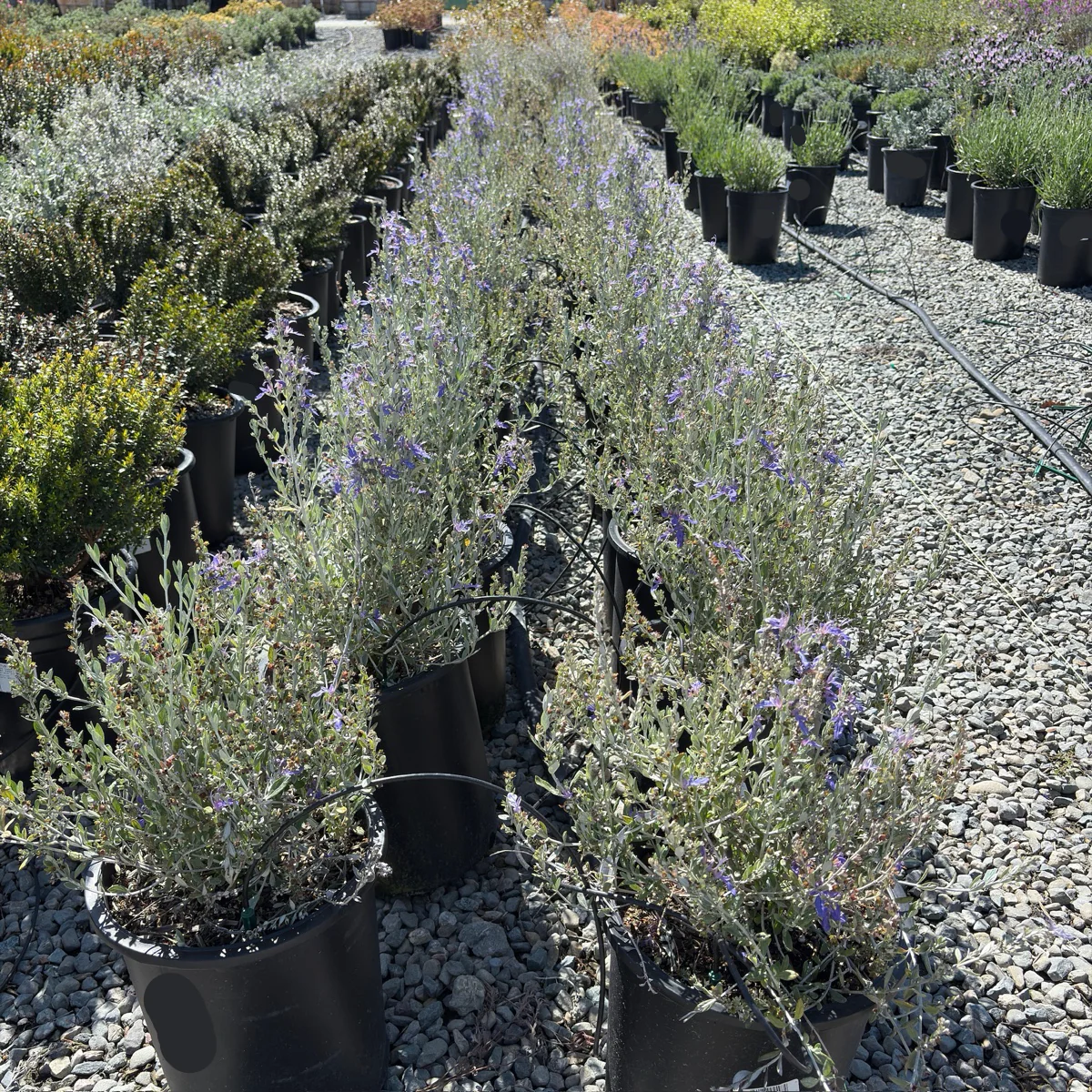 Azureum Bush Germander - Image 1