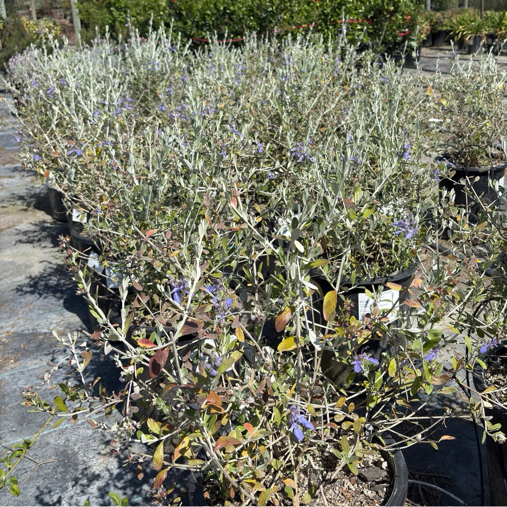 Azureum Bush Germander - Image 2