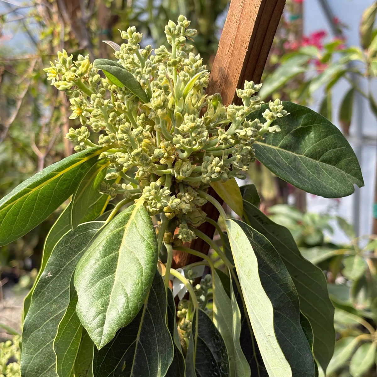 Bacon Avocado, B-Type Flower - Image 1