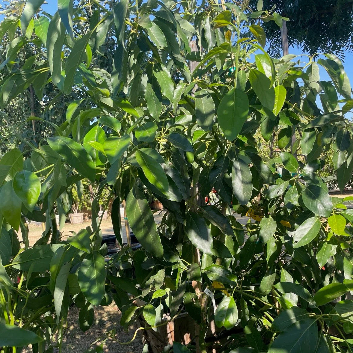 Fuerte Avocado, B-Type Flower - Image 2