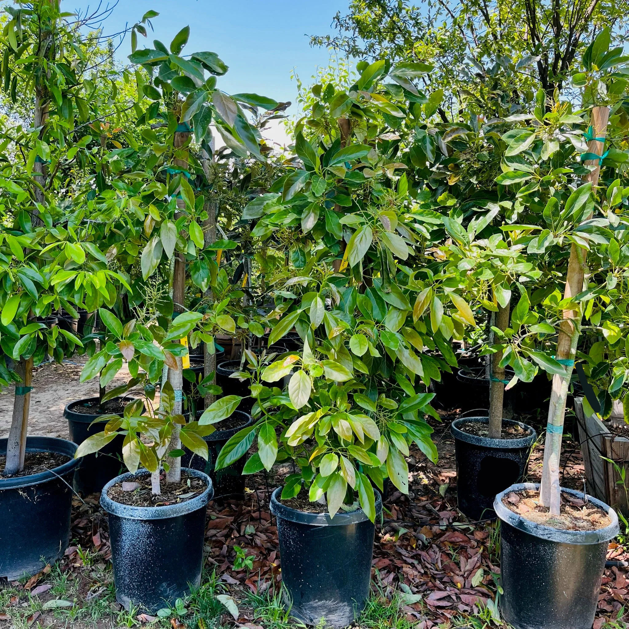 Fuerte Avocado, B-Type Flower - Image 1
