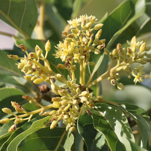 Zutano Avocado, B-Type Flower - Image 2
