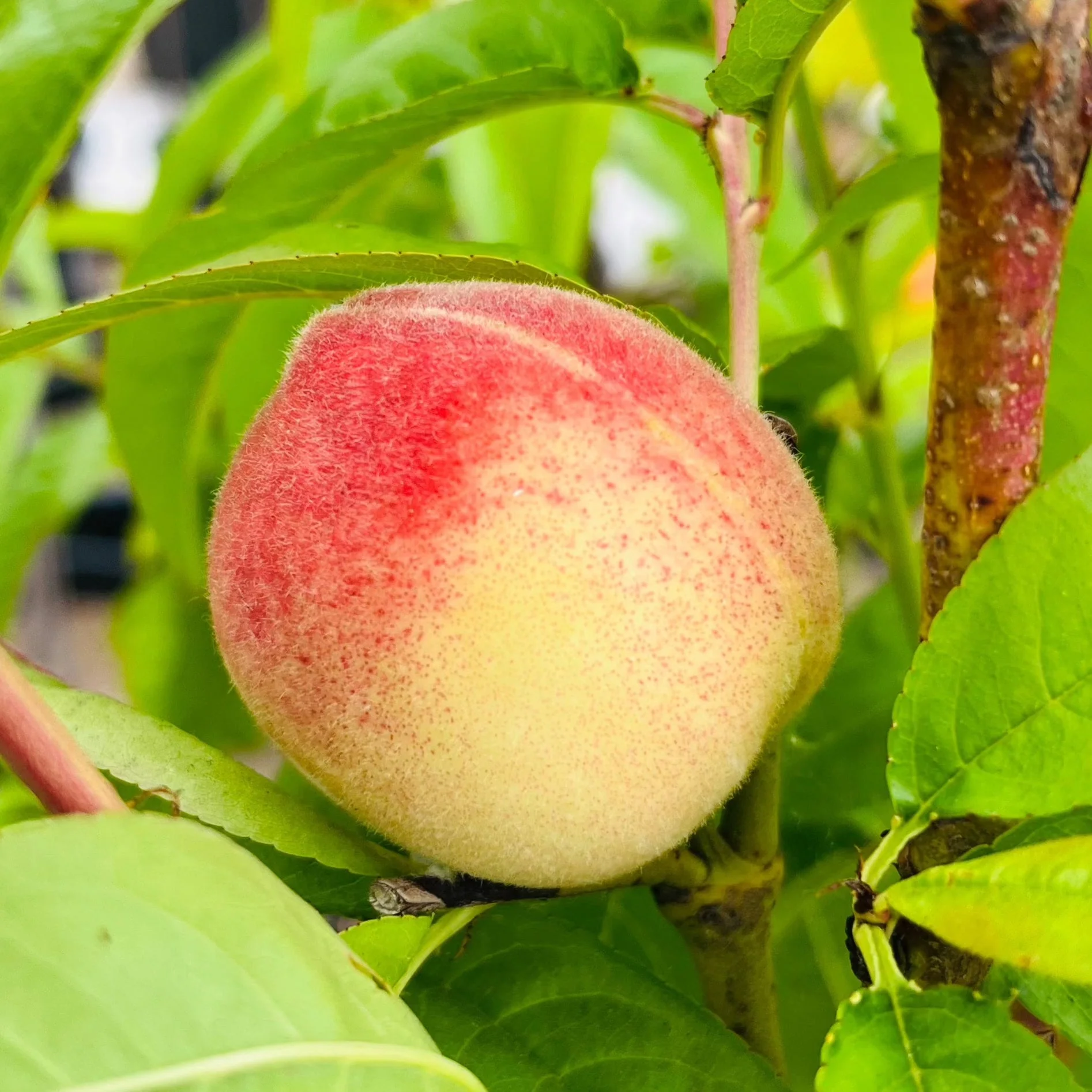 Babcock Peach
