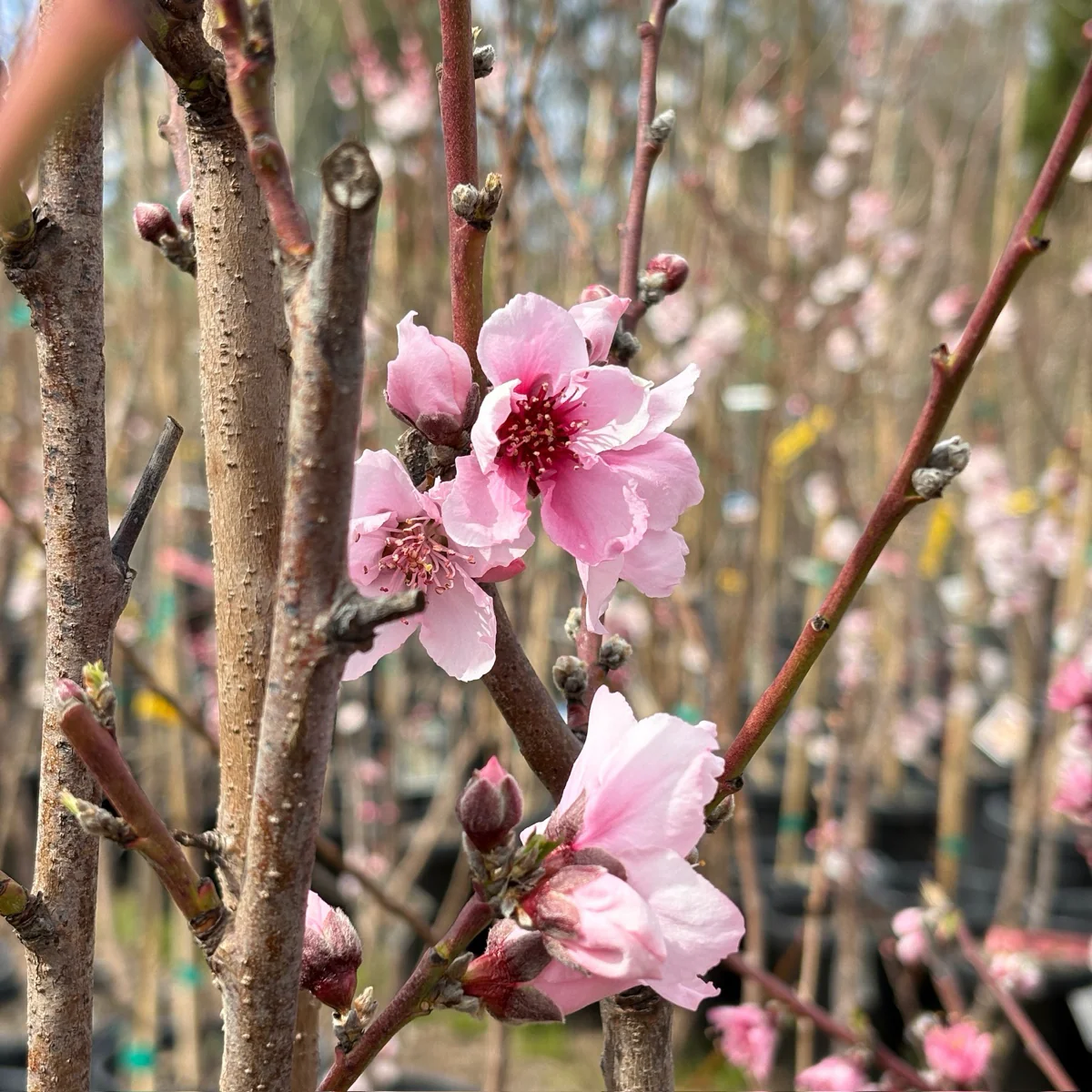 Babcock Peach - Image 2