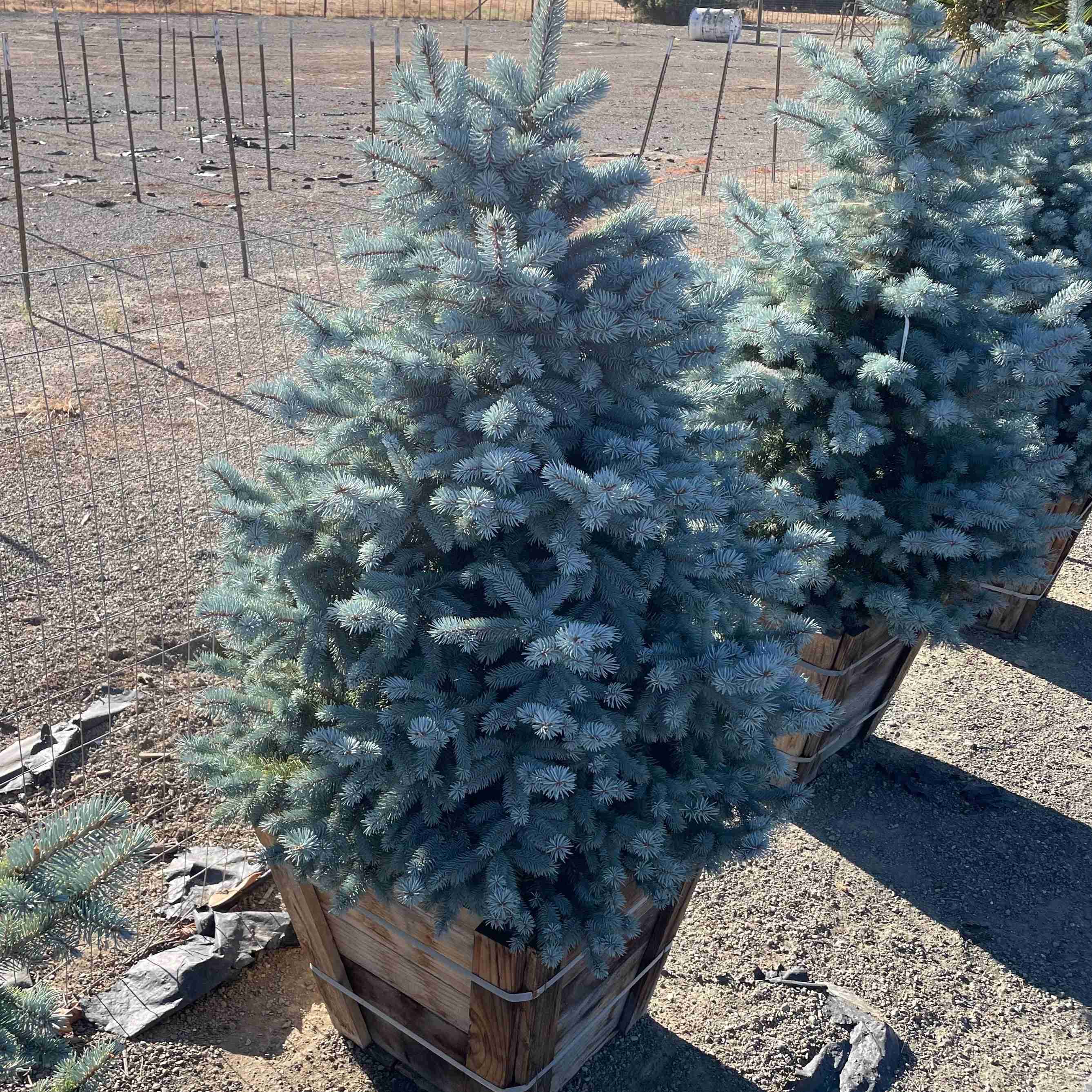 Baby Blue Colorado Spruce - Image 1