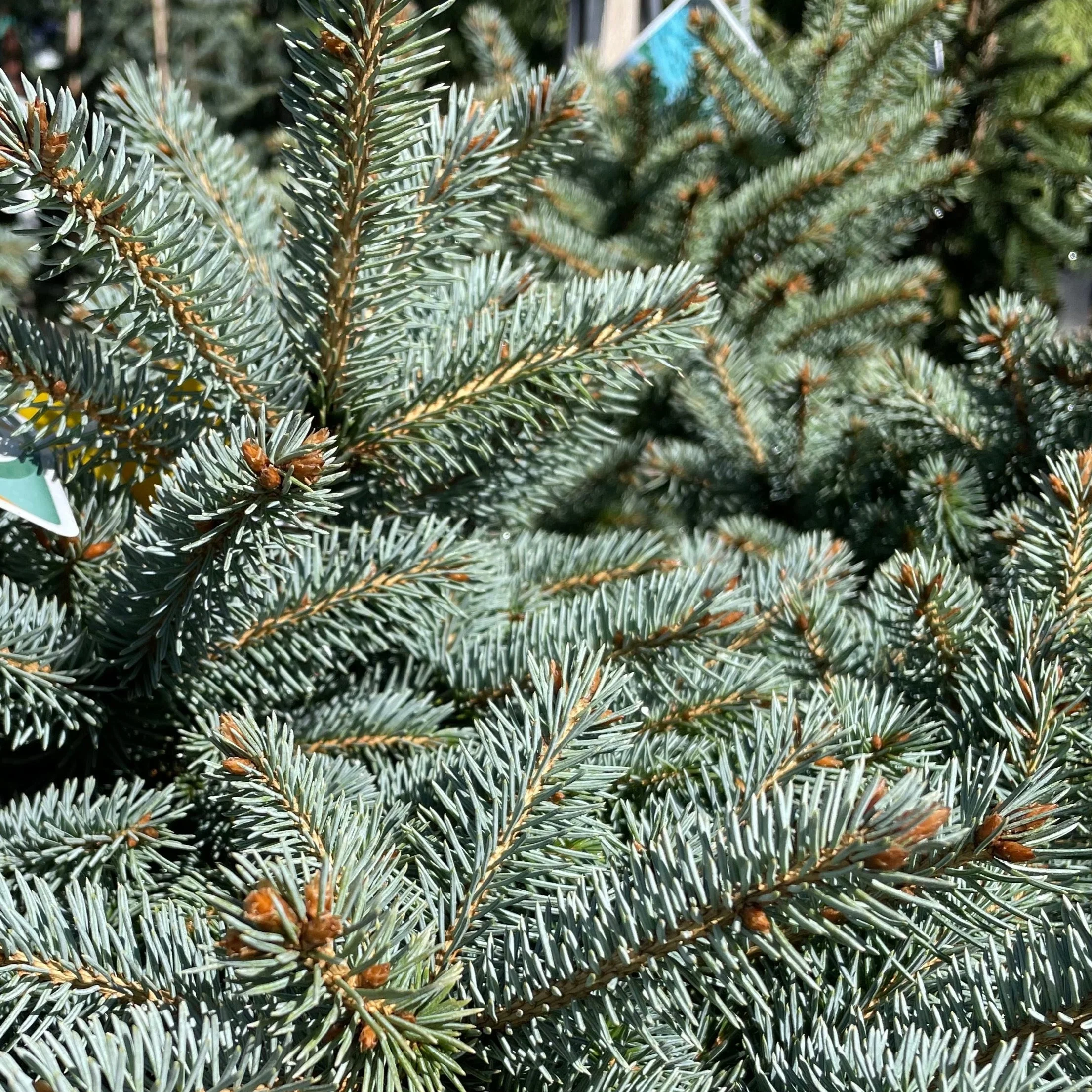 Baby Blue Colorado Spruce - Image 2