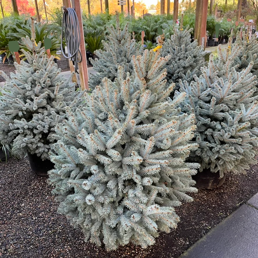 Baby Blue Colorado Spruce - Image 3