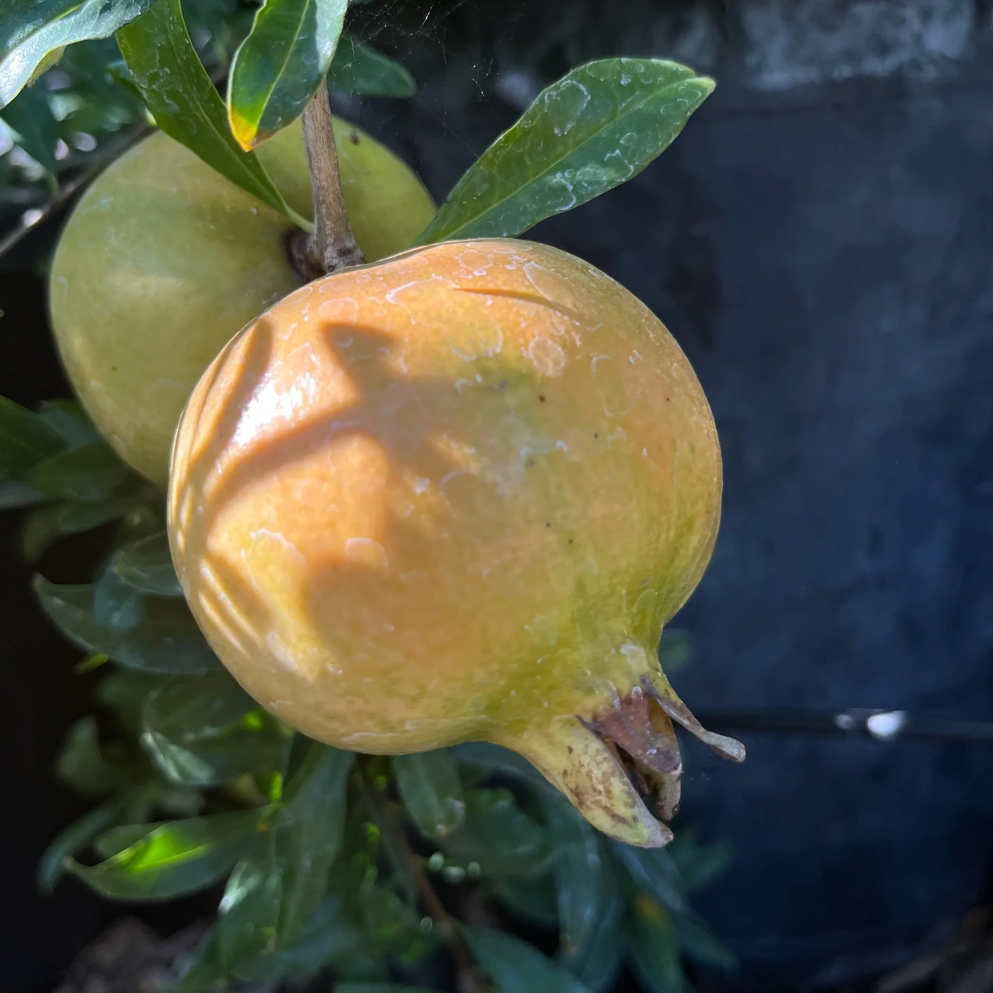 Babylonian White Pomegranate - Image 1