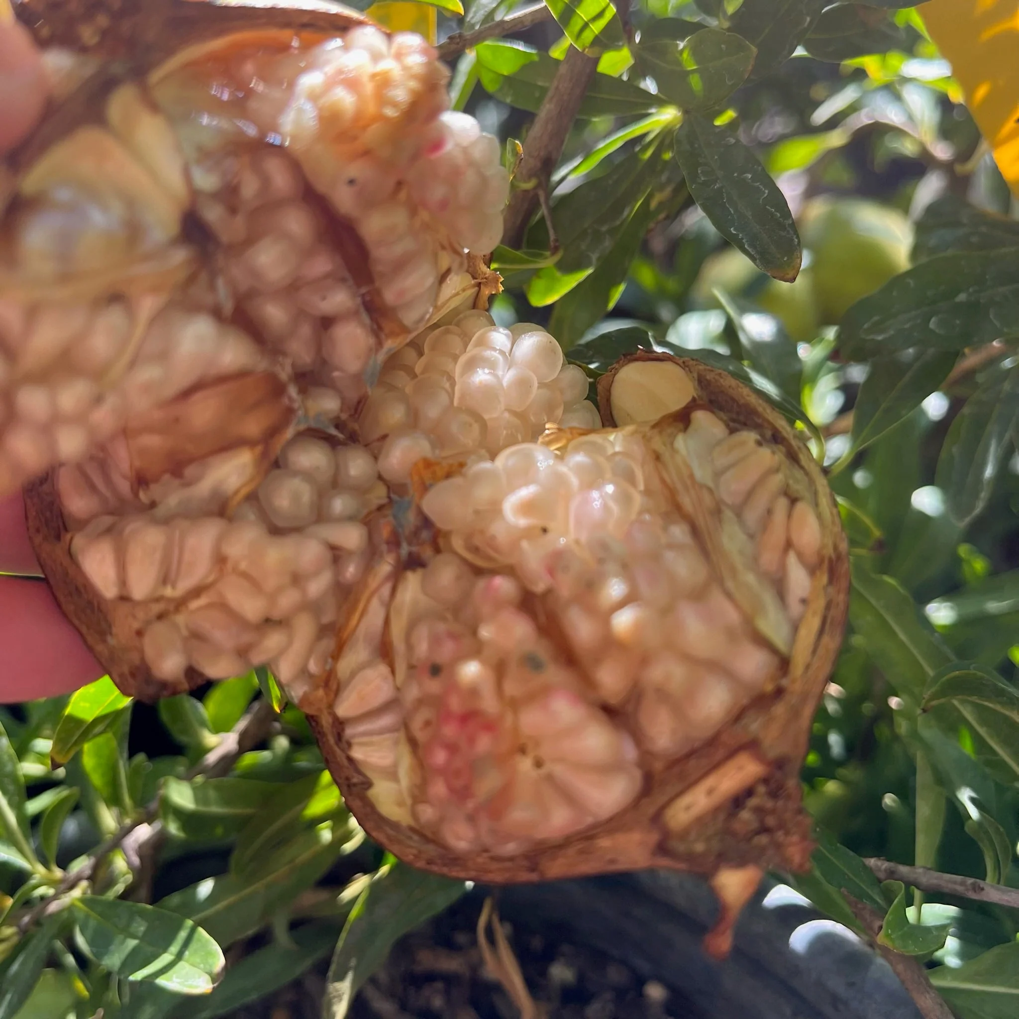 Babylonian White Pomegranate - Image 2