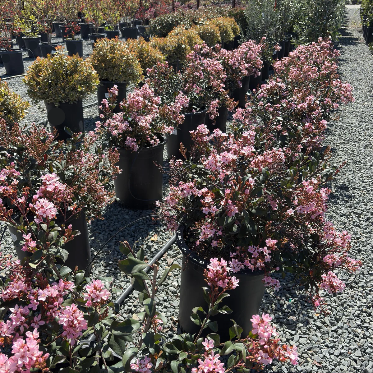 Ballerina Indian Hawthorn - Image 1
