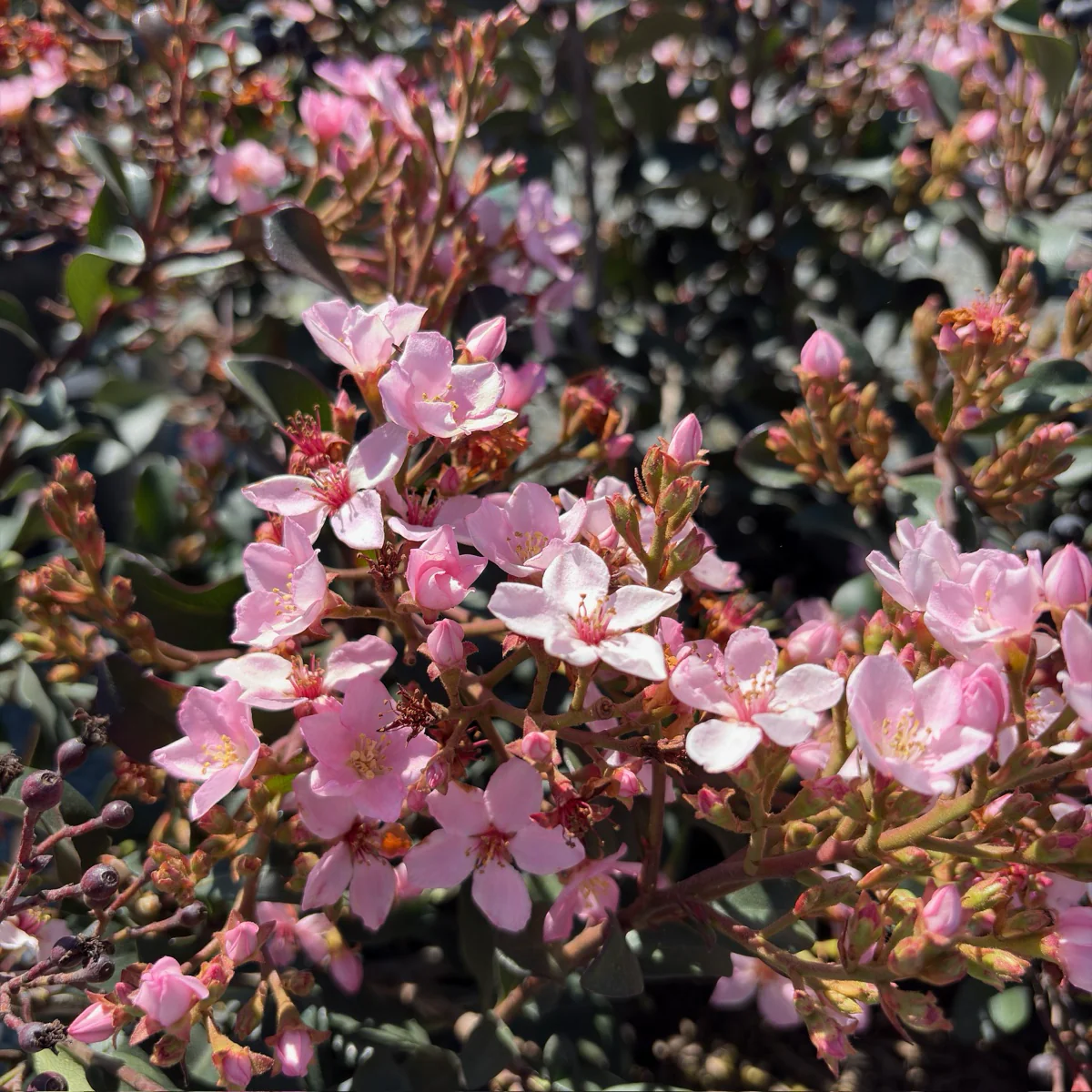 Ballerina Indian Hawthorn - Image 3