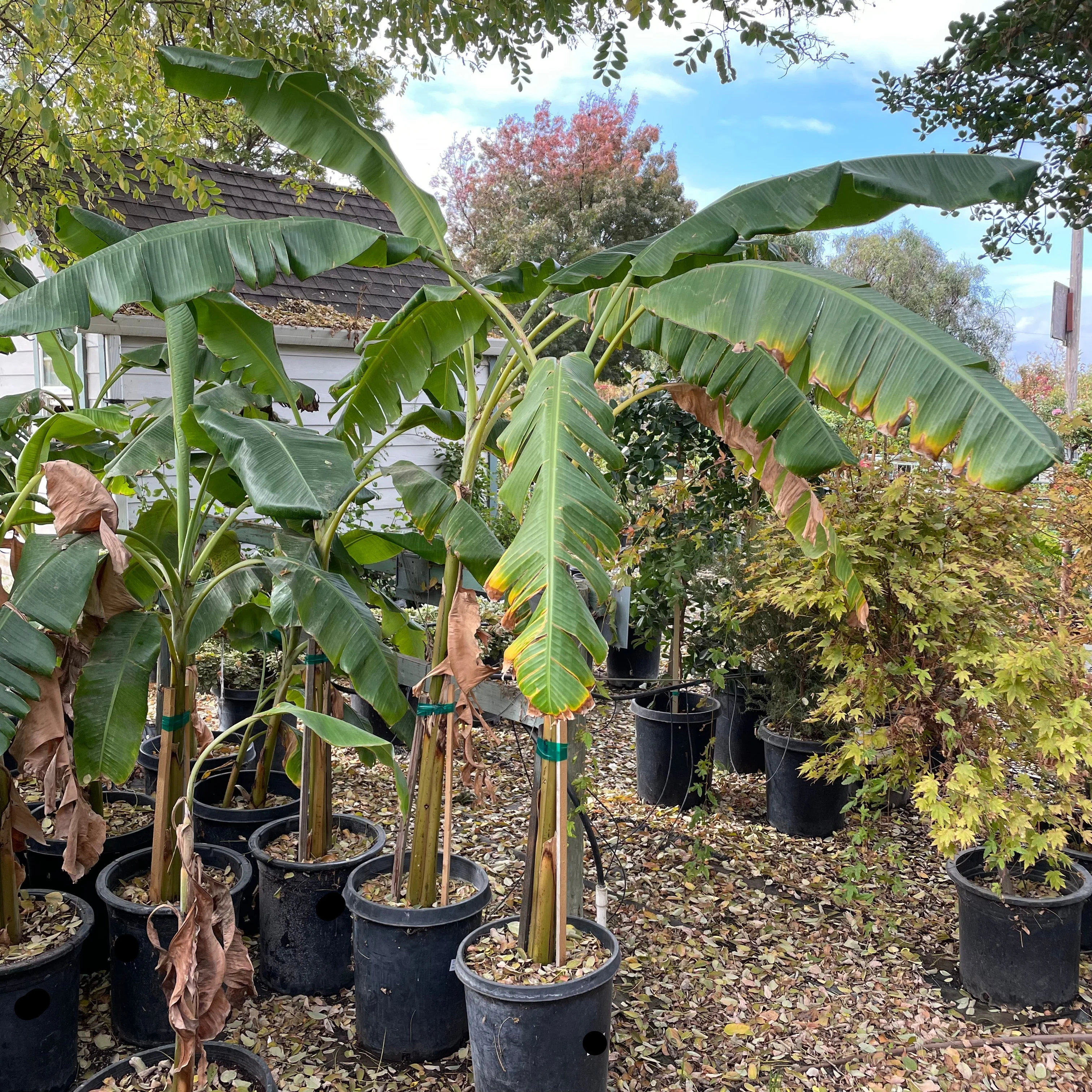 Banana Plant - Image 1