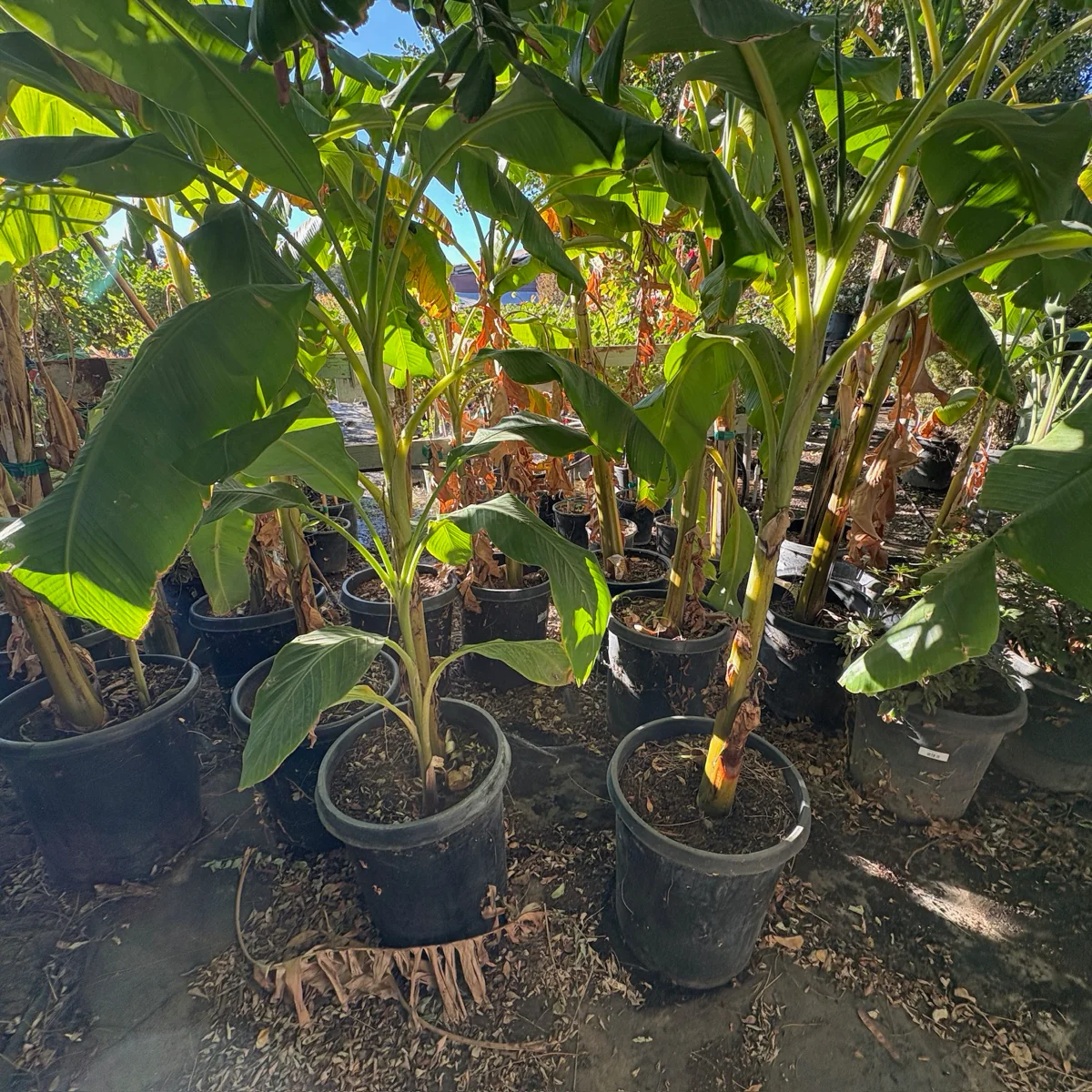 Banana Plant - Image 3