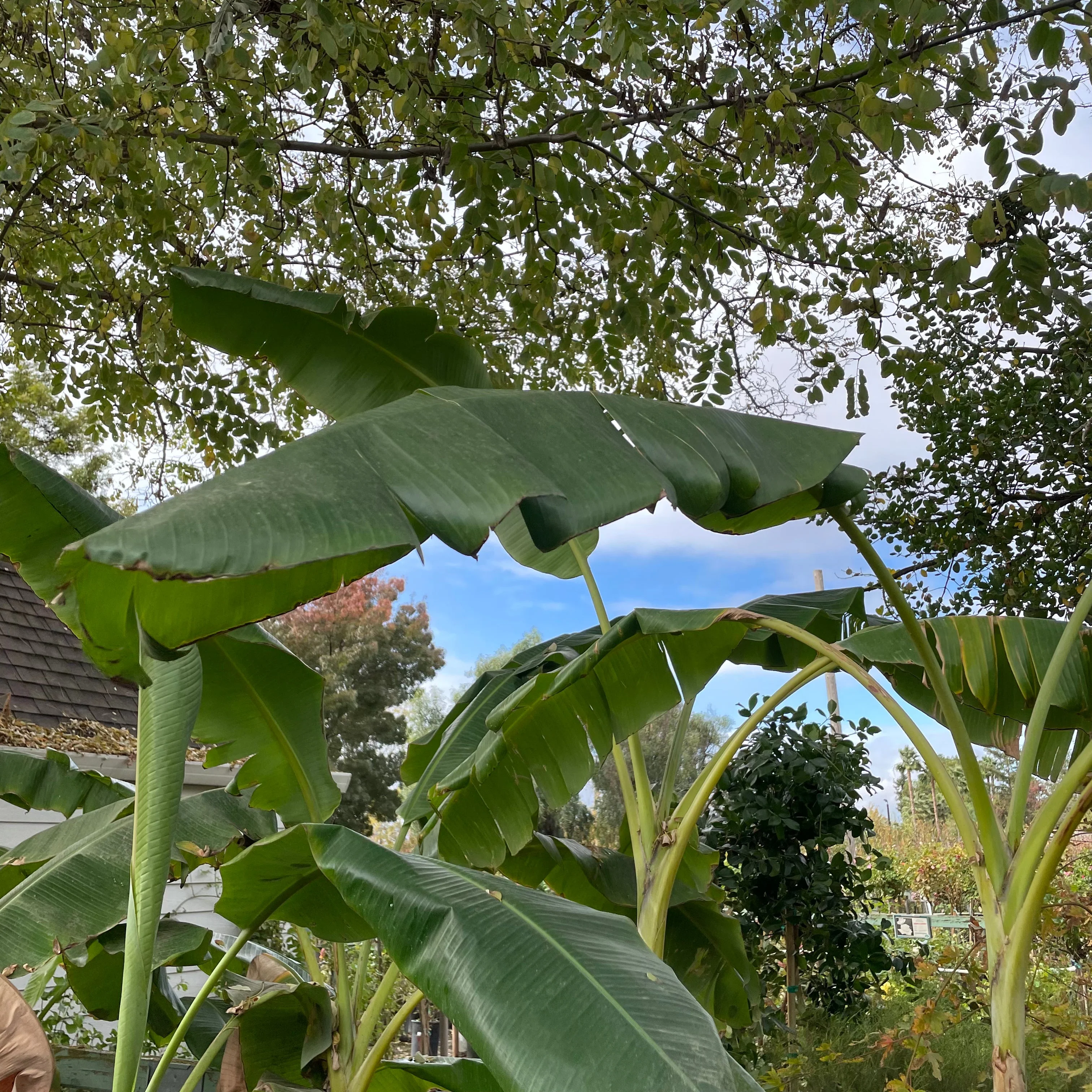 Banana Plant - Image 2