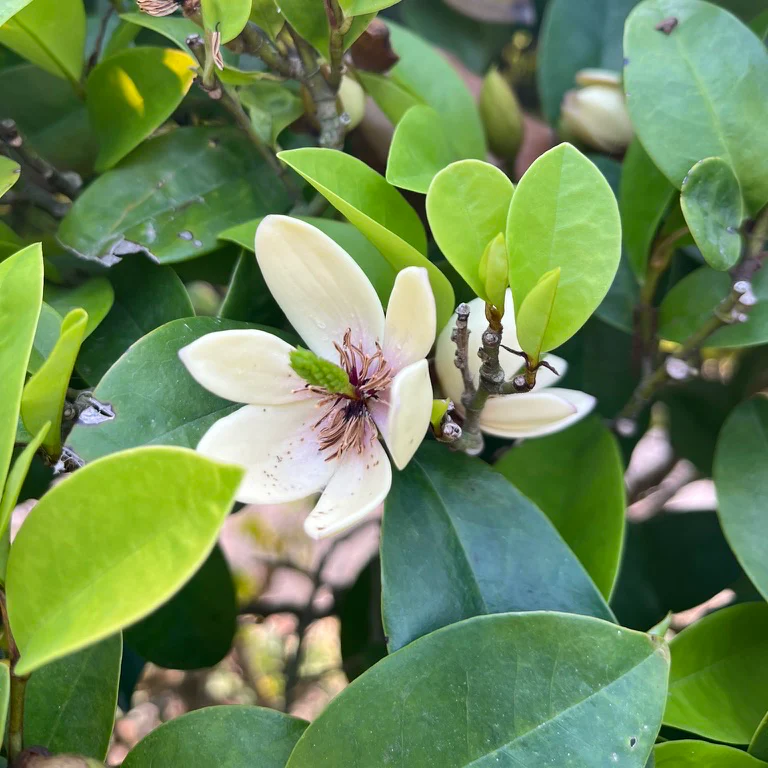 Banana Shrub - Image 1