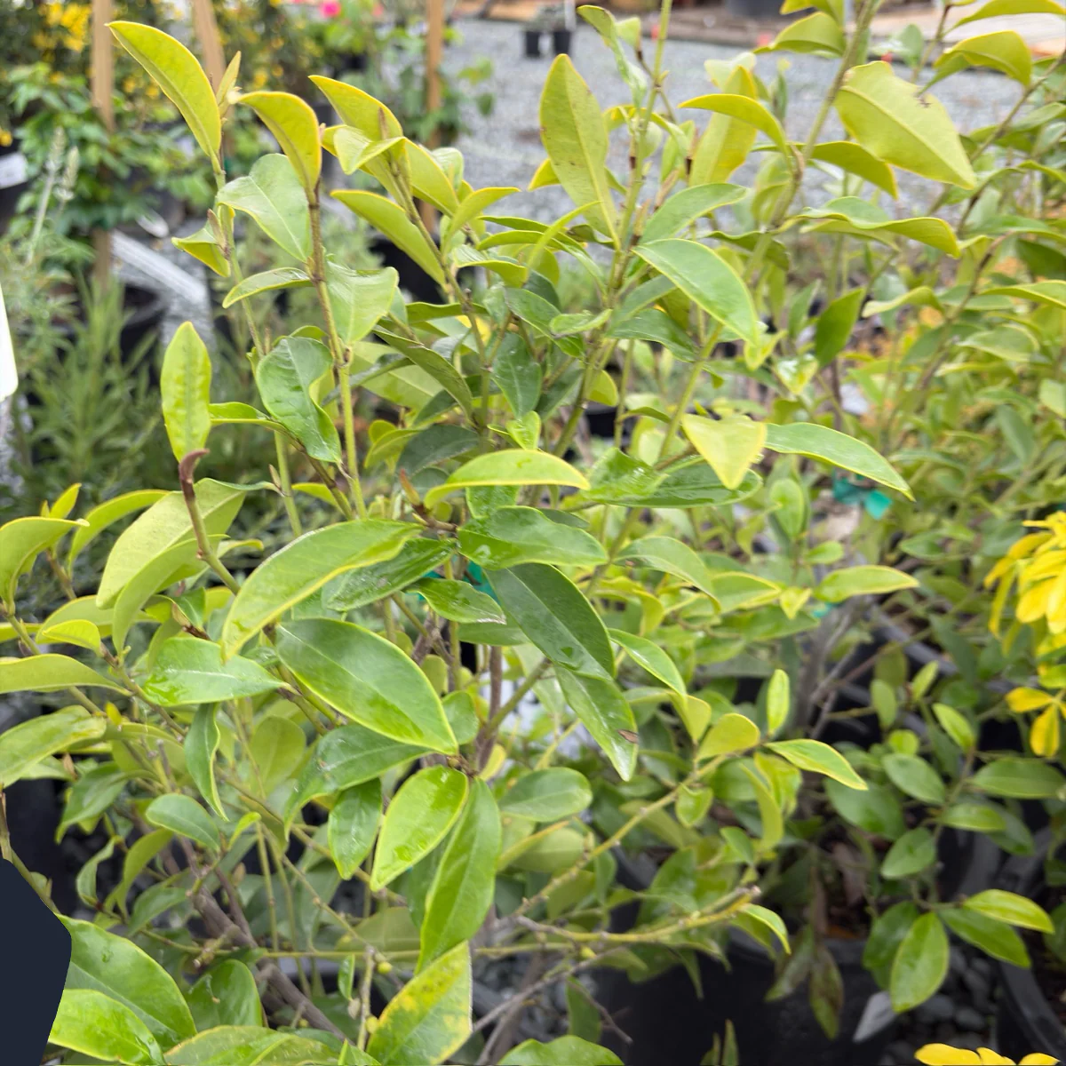 Banana Shrub - Image 2