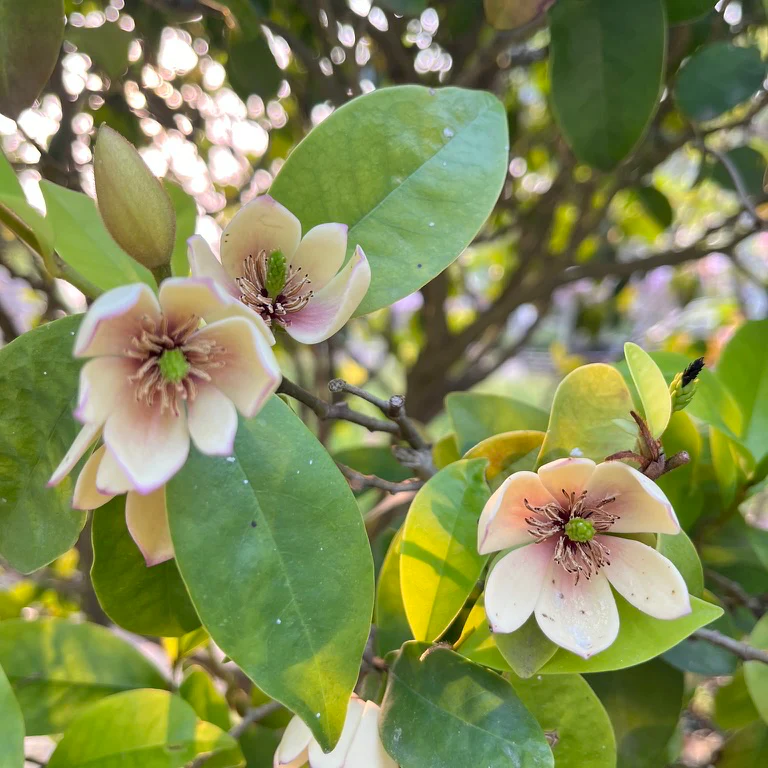 Banana Shrub - Image 3