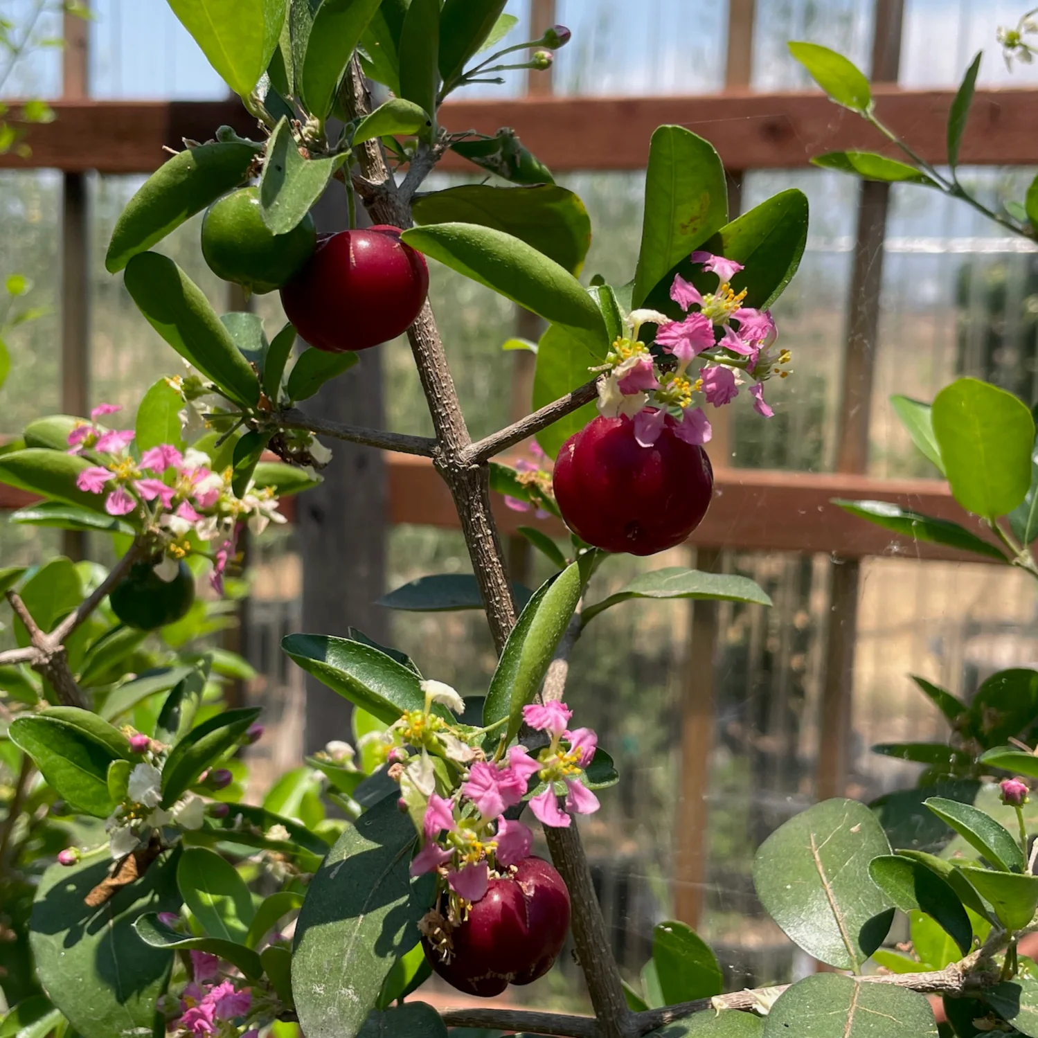 Barbados Cherry - Image 1