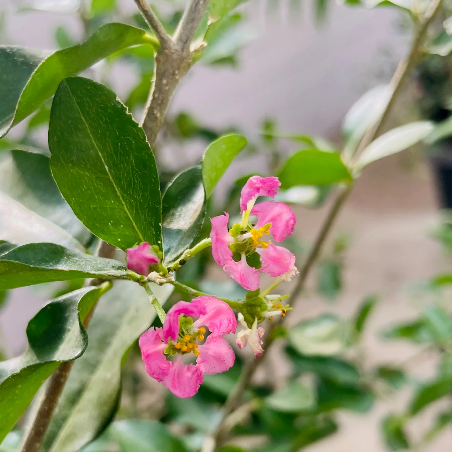 Barbados Cherry - Image 2