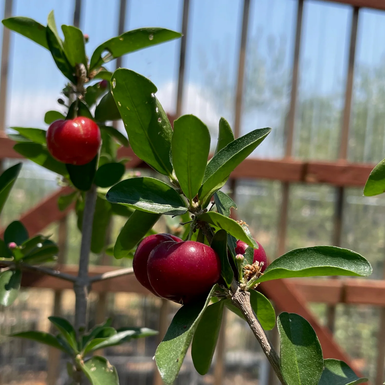 Barbados Cherry - Image 3