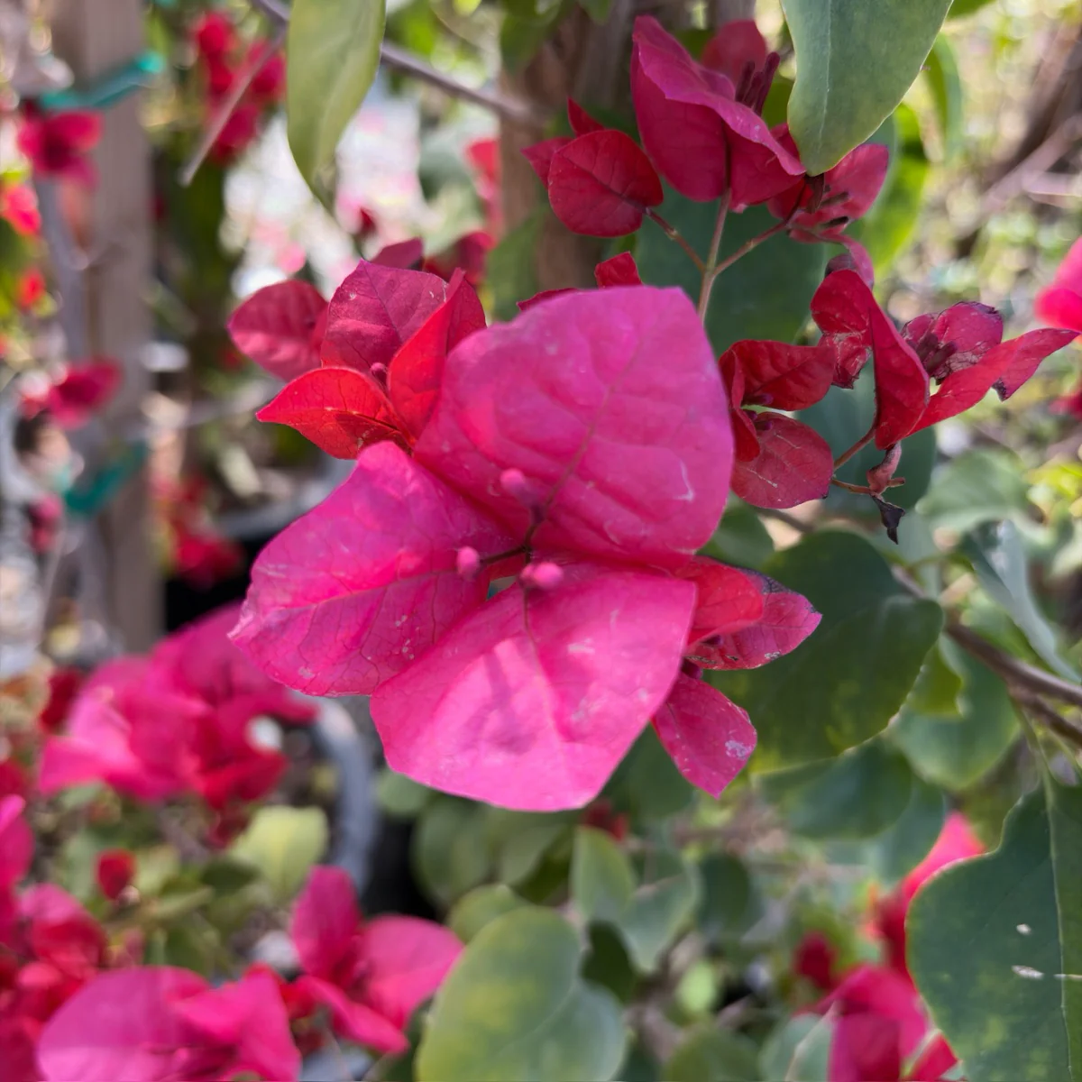 Barbara Karst Bougainvillea - Image 2