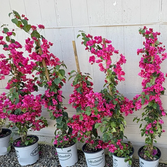 Barbara Karst Bougainvillea - Image 3