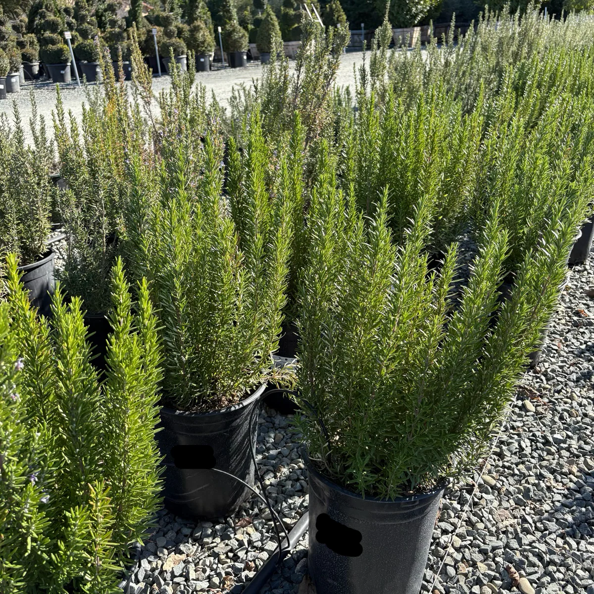 Barbeque Rosemary - Image 1