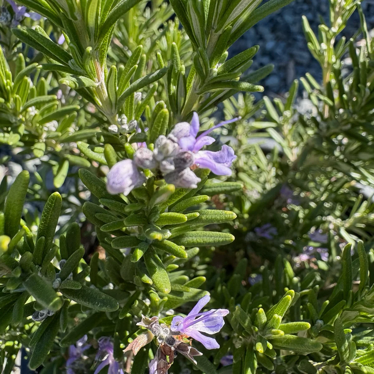 Barbeque Rosemary - Image 2