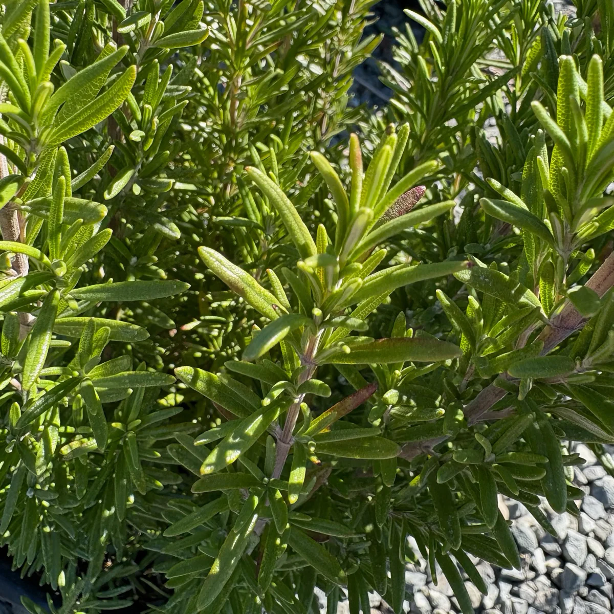 Barbeque Rosemary - Image 3
