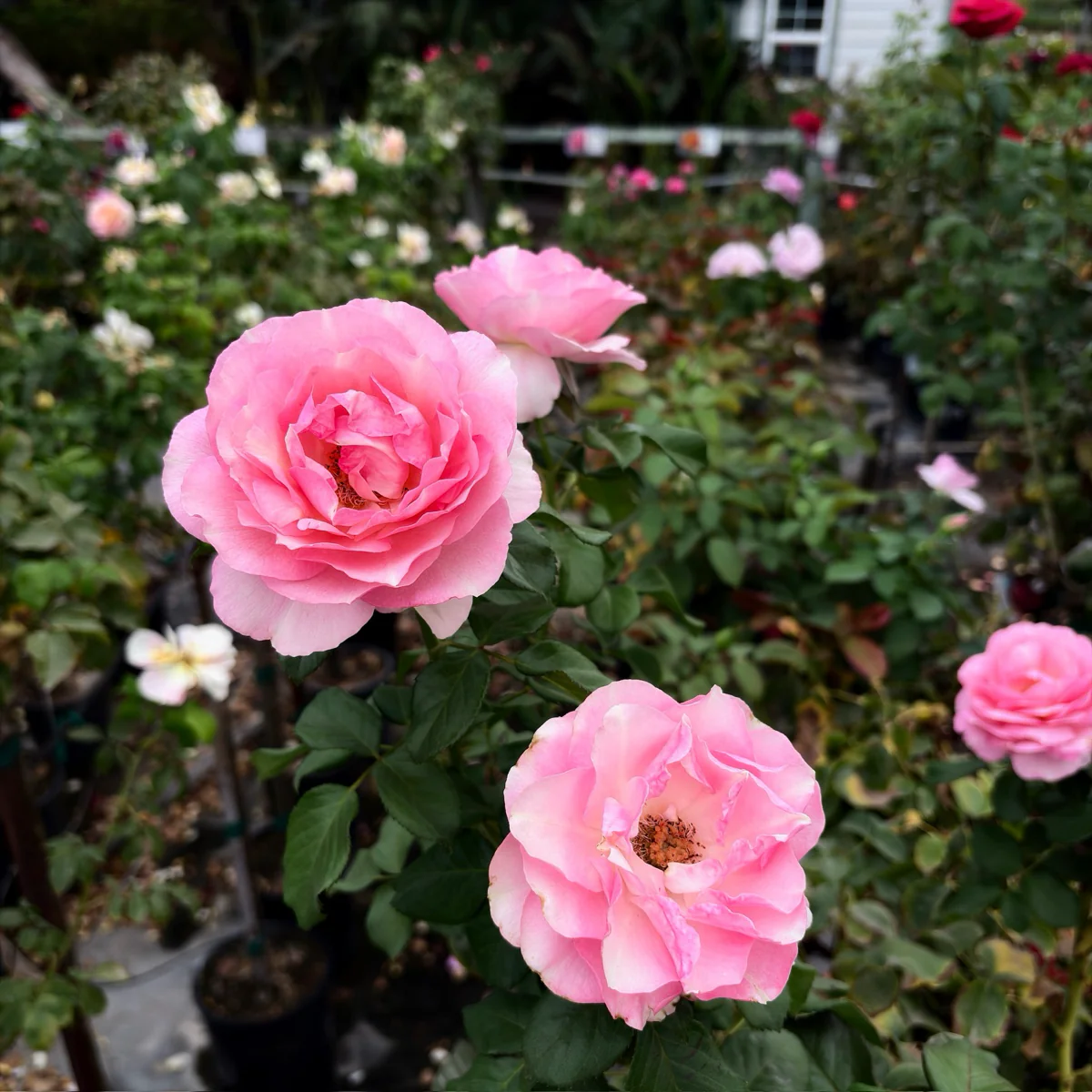 Barbra Streisand Hybrid Tea Rose - Image 1