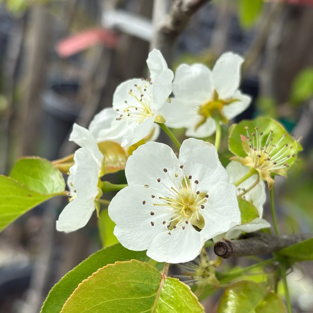 Bartlett Pear - Image 1