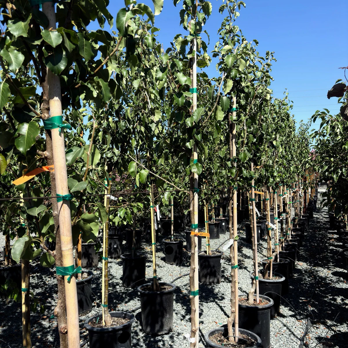 Bartlett Pear - Image 2