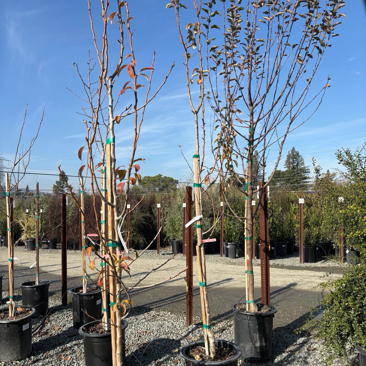 Bartlett Pear - Image 3