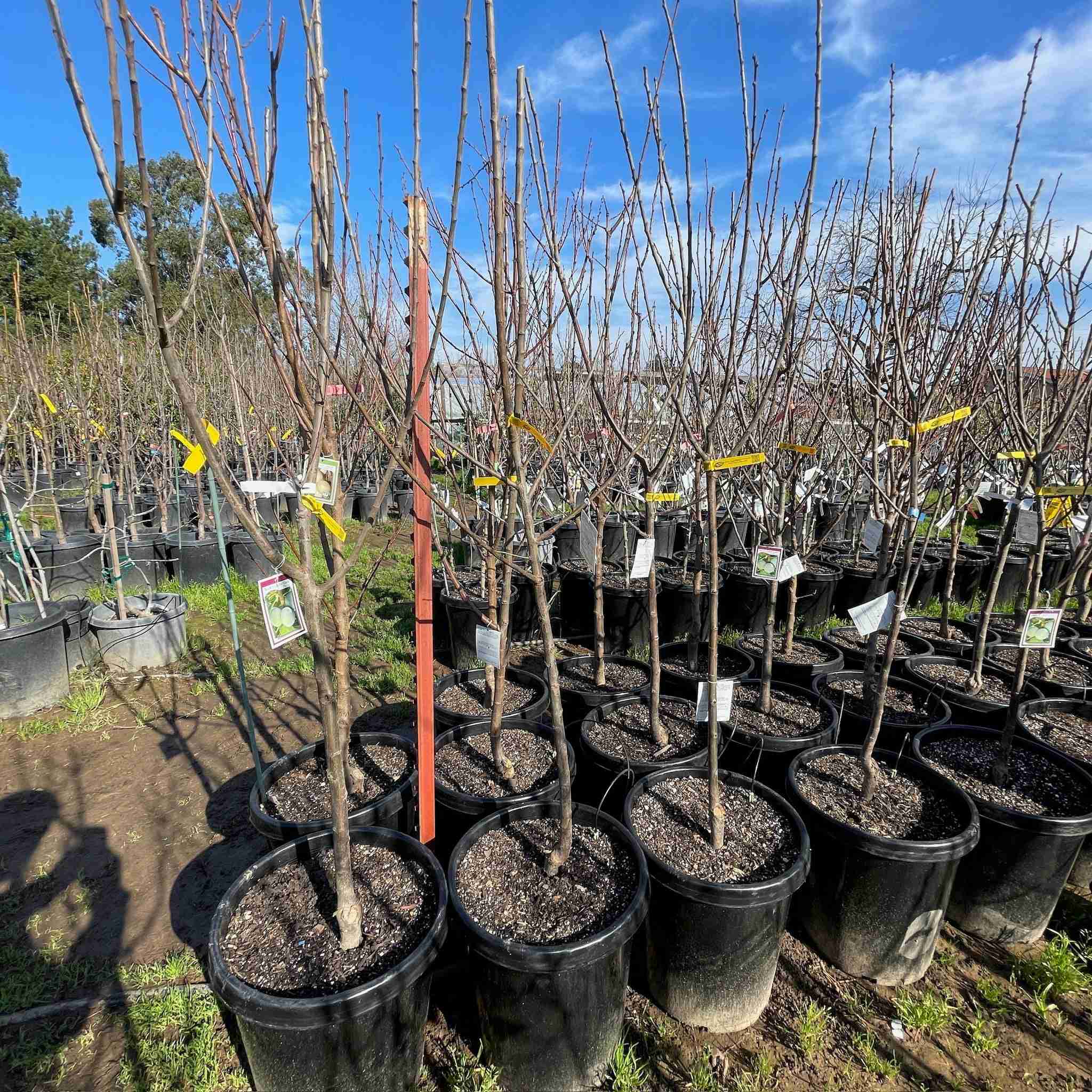 Bavay’s Green Gage Plum - Image 3