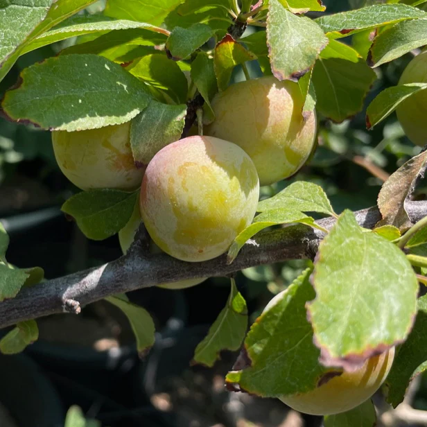 Bavay’s Green Gage Plum - Image 1