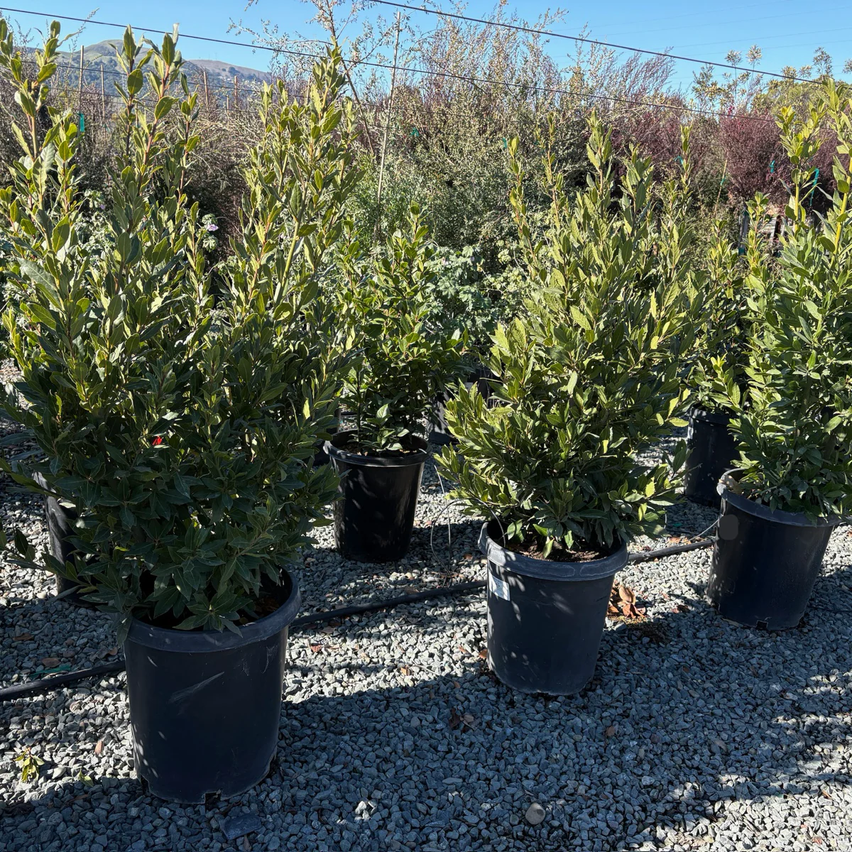 Sweet Bay Laurel - Image 3