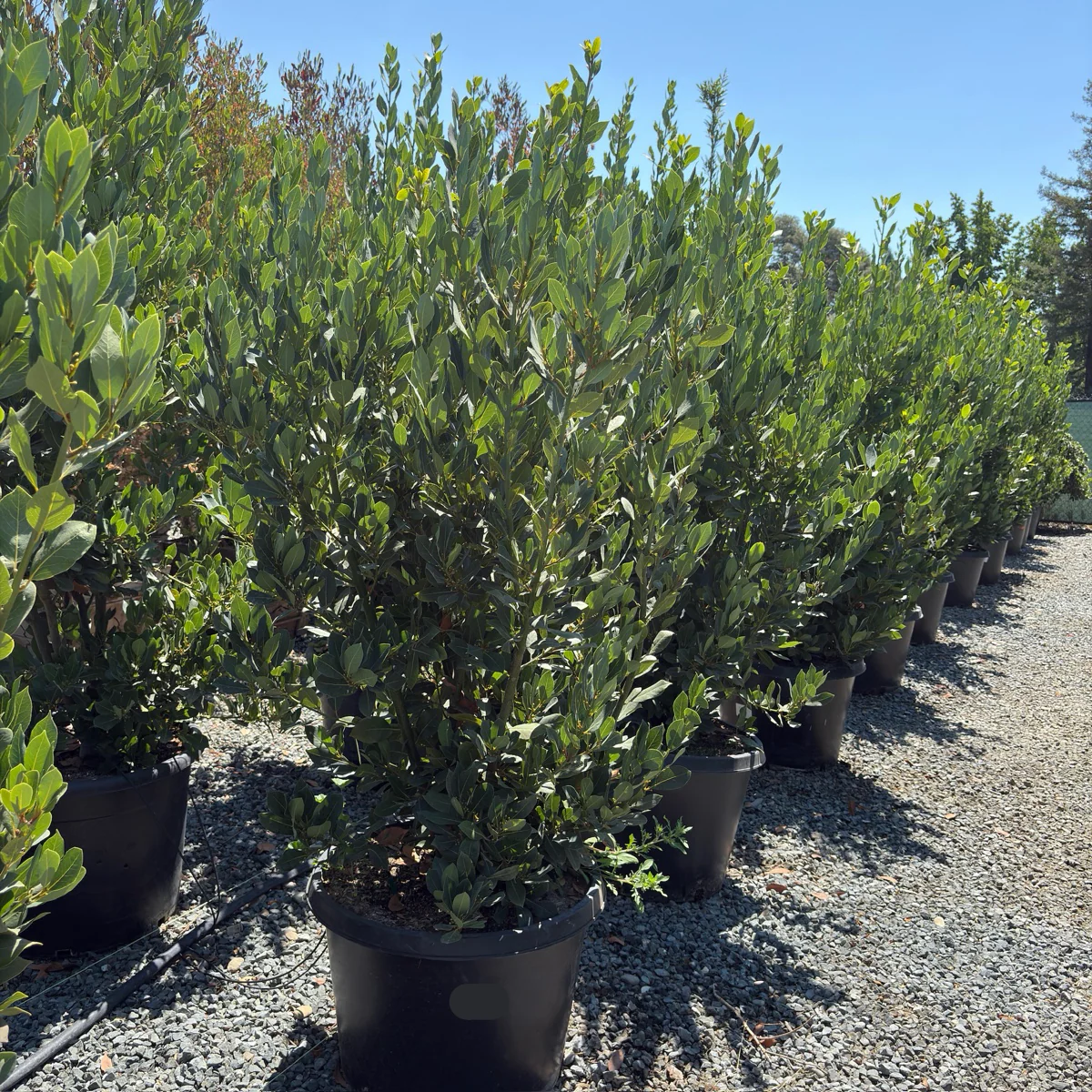 Sweet Bay Laurel - Image 2