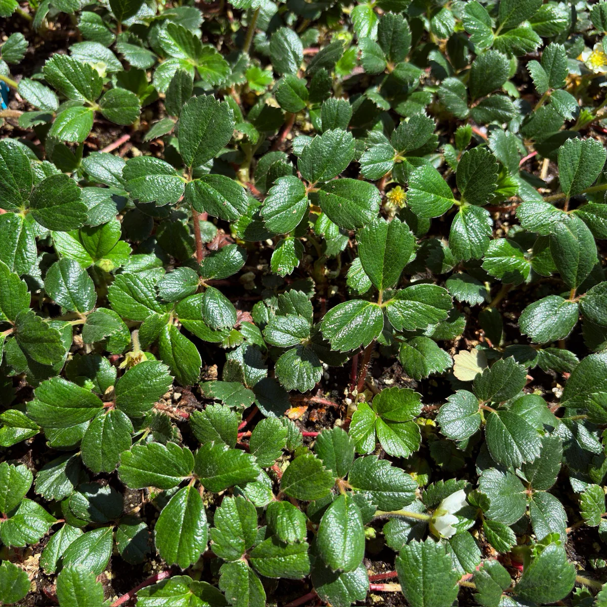 Beach Strawberry - Image 2