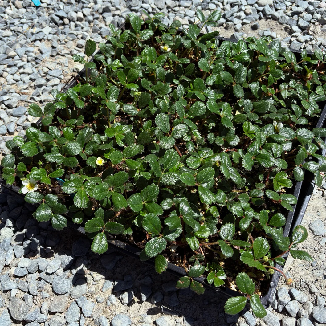 Beach Strawberry - Image 3