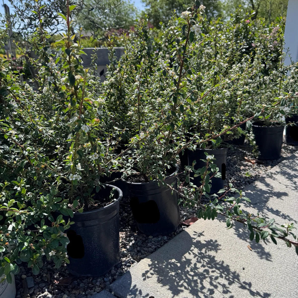 Bearberry Cotoneaster - Image 2