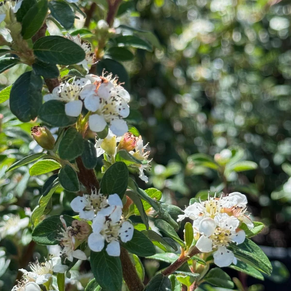 Bearberry Cotoneaster - Image 3