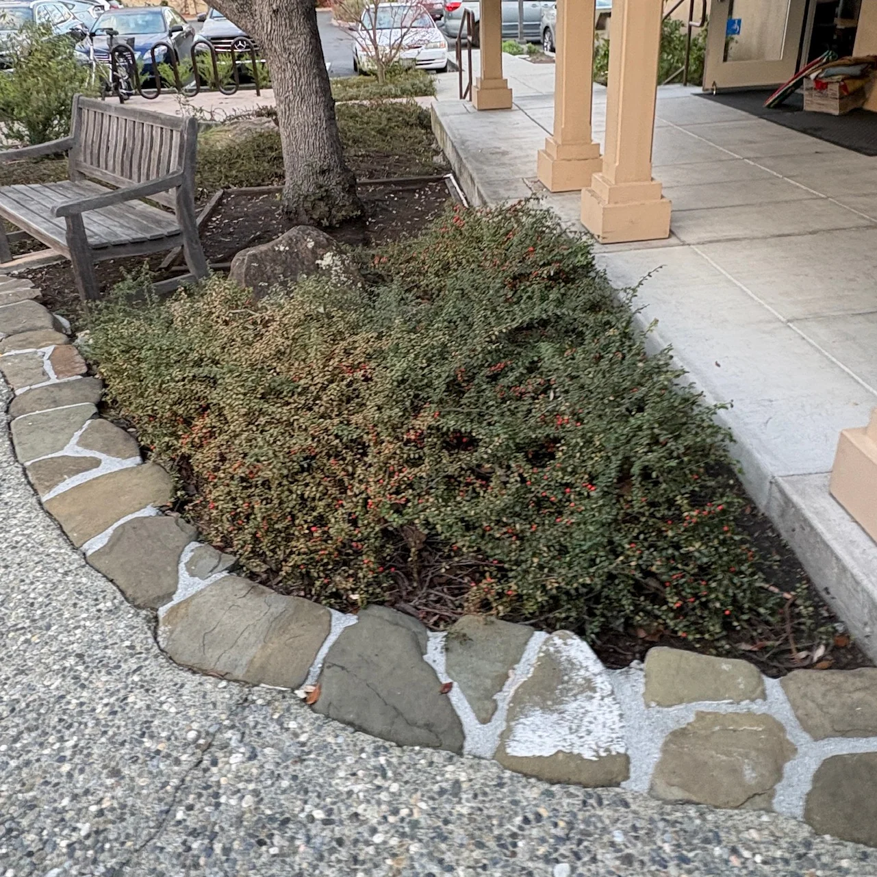 Bearberry Cotoneaster - Image 1