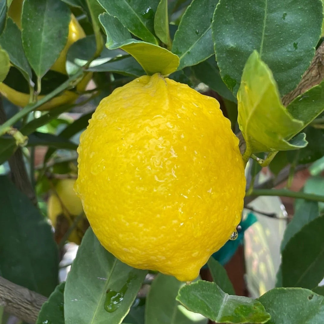 Bearss Lime