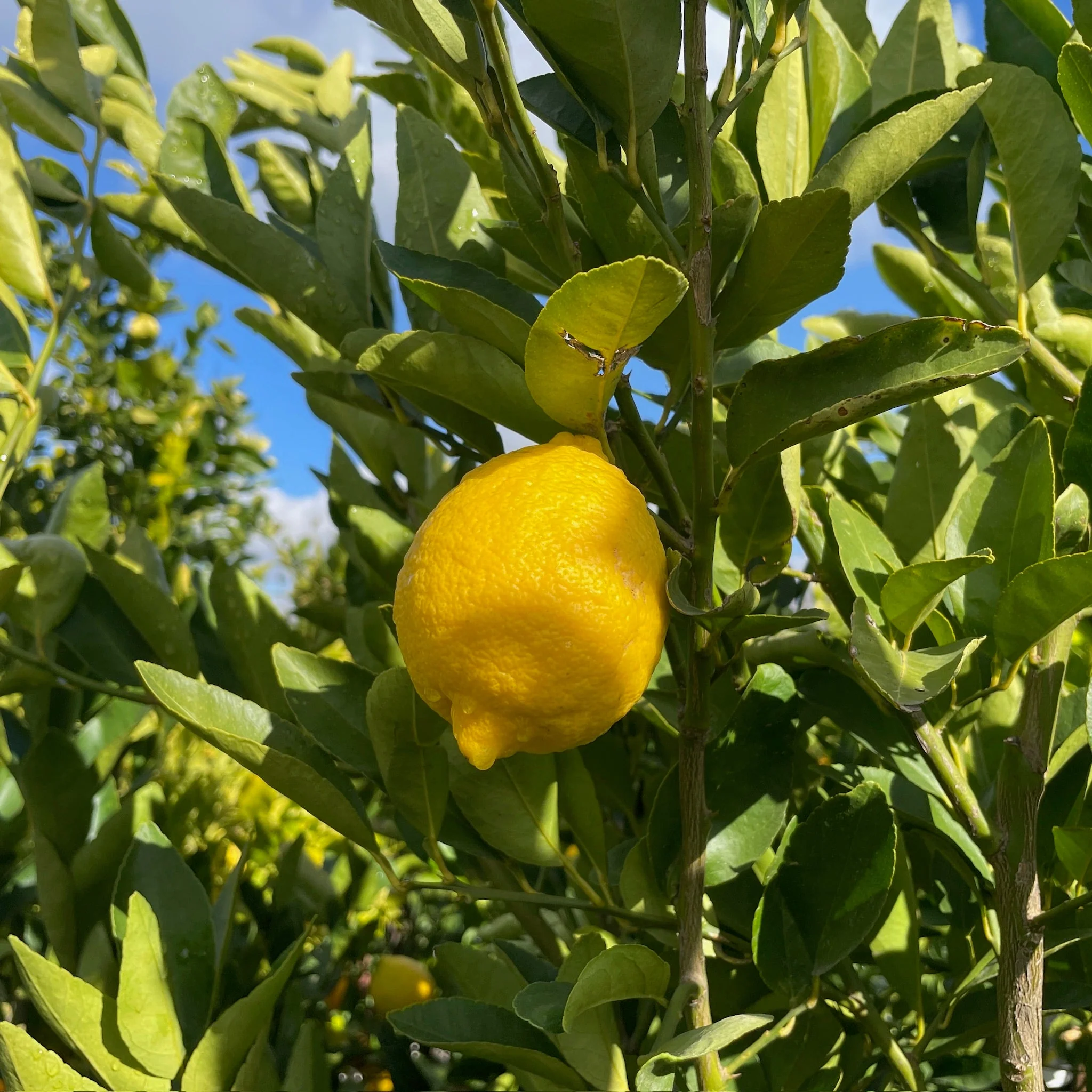 Bearss Lime - Image 2