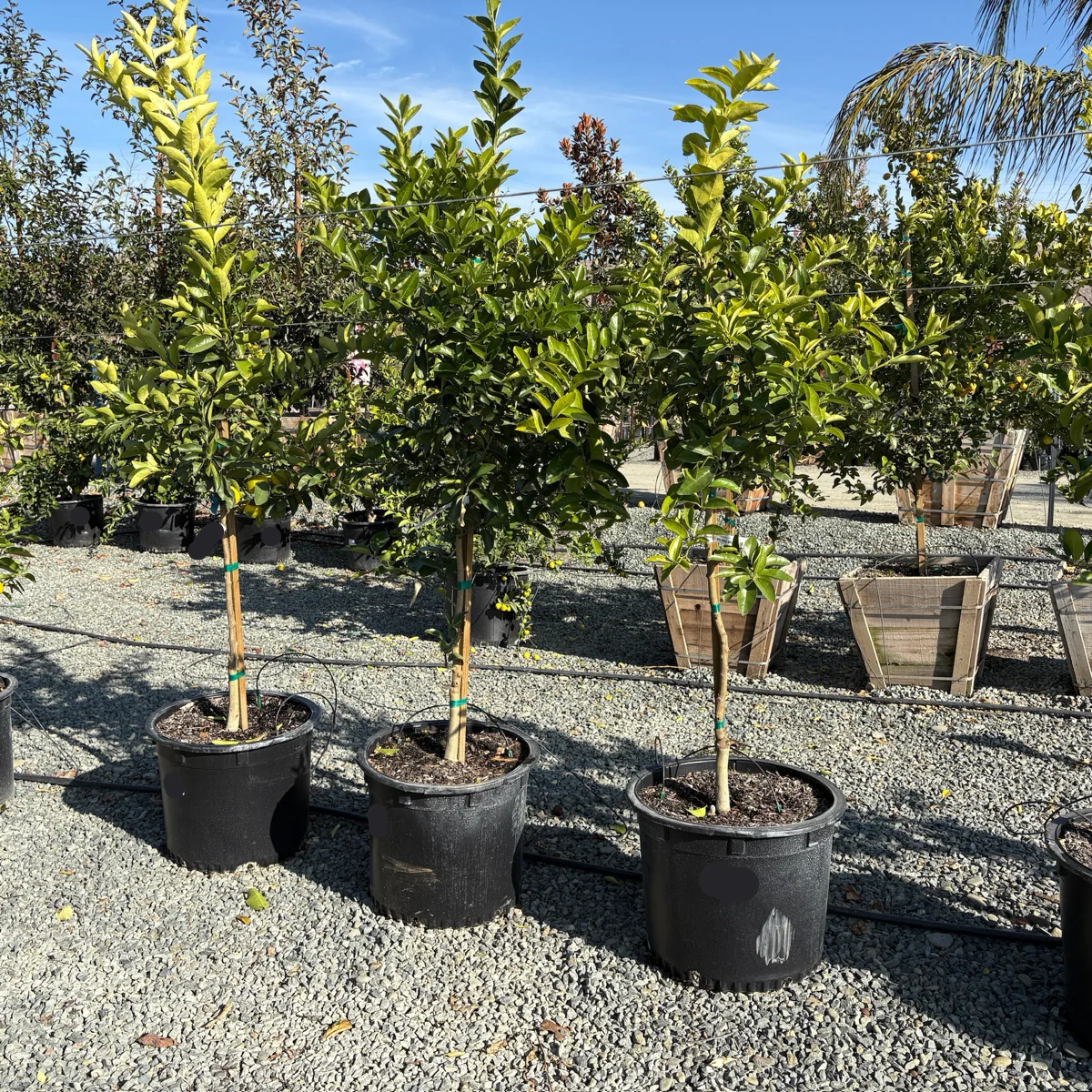Bearss Lime - Image 3