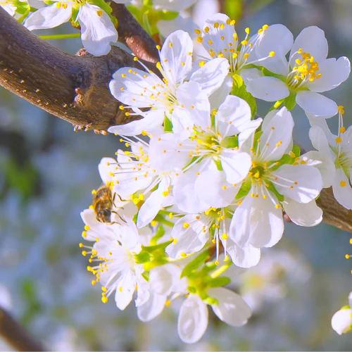 Beauty Japanese Plum - Image 3