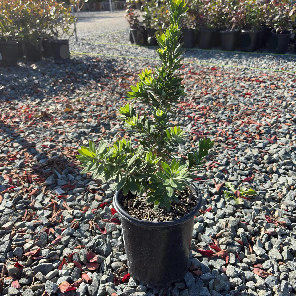 Better John Weeping Bottlebrush - Image 2