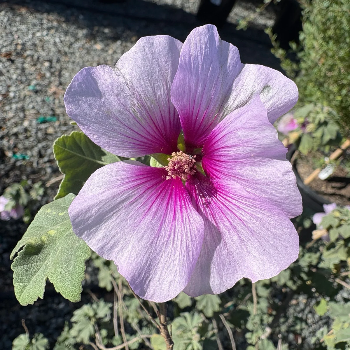 Bicolor Tree Mallow - Image 1